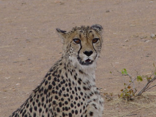 NA_Gepard