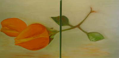 db_2005_Rose1u2_50x1001